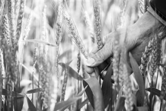 新方法可降低小麦镉铅污染对人体健康威胁
