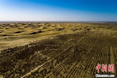 新疆兵团：沙漠边借自压灌溉系统种植中草药显成效